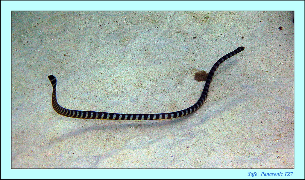 2012 - 07 - Apoh Island 12